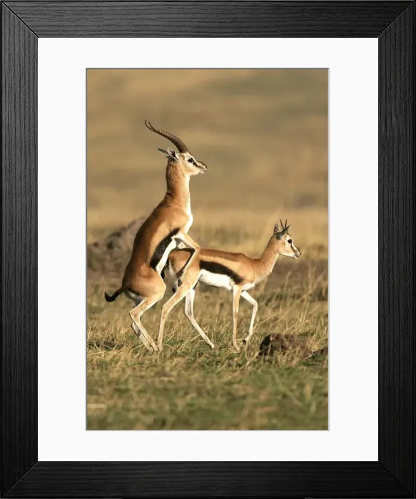 Framed Print : Thomson's Gazelle - pair mating. Maasai Mara National Park - Kenya - Africa Framed Print : Thomson's Gazelle - pair mating. Maasai Mara National Park - Kenya - Africa