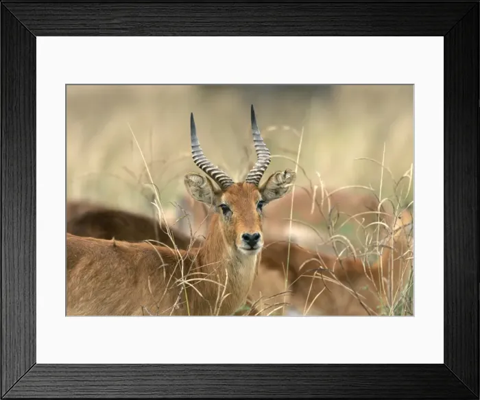 Framed Print : Puku. South Luangwa Valley National Park - Zambia - Africa Framed Print : Puku. South Luangwa Valley National Park - Zambia - Africa