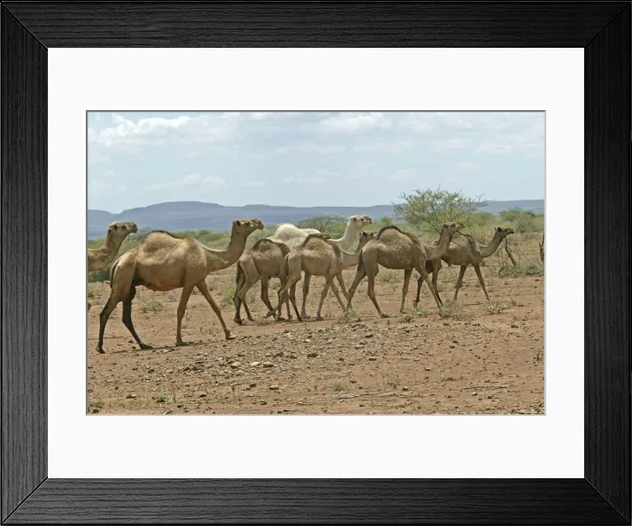 Framed Print : Dromedary Camel. Samburu National Park - Kenya - Africa Framed Print : Dromedary Camel. Samburu National Park - Kenya - Africa