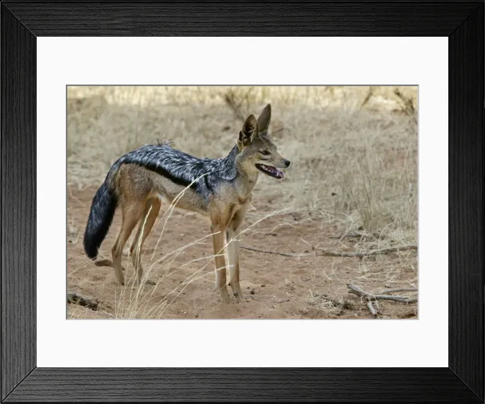 Framed Print : Golden / Asiatic Jackal. Maasai Mara National Park - Kenya - Africa Framed Print : Golden / Asiatic Jackal. Maasai Mara National Park - Kenya - Africa