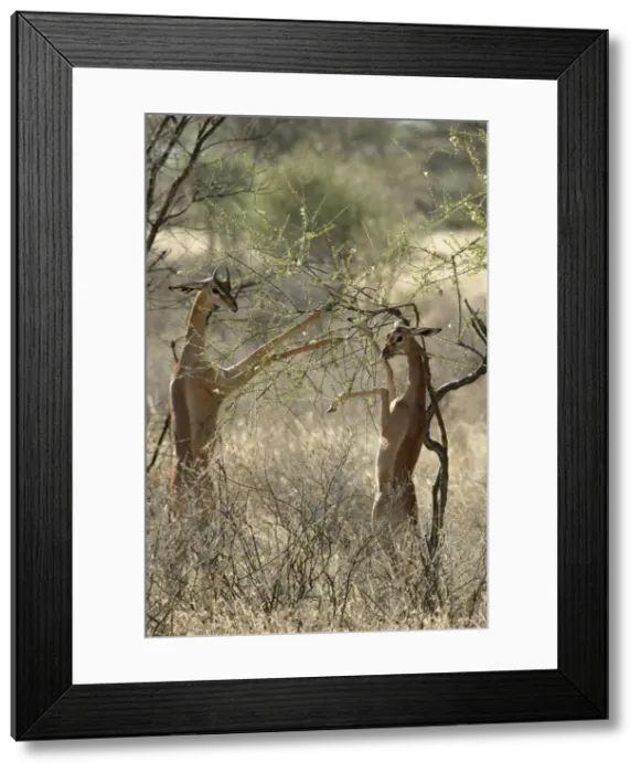 Framed Print : Gerenuk - two feeding. Samburu National Park - Kenya - Africa Framed Print : Gerenuk - two feeding. Samburu National Park - Kenya - Africa