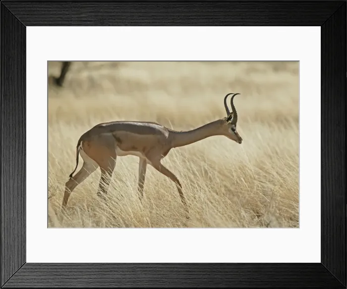 Framed Print : Gerenuk. Samburu National Park - Kenya - Africa Framed Print : Gerenuk. Samburu National Park - Kenya - Africa