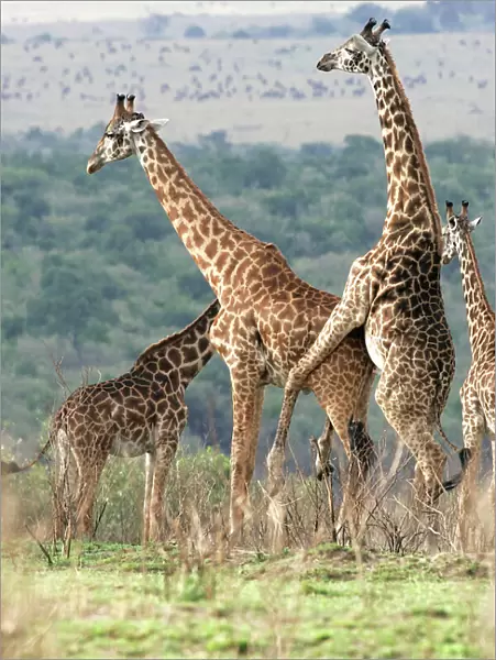 Reticulated Giraffe - two mating. Samburu National Park - Kenya - Africa