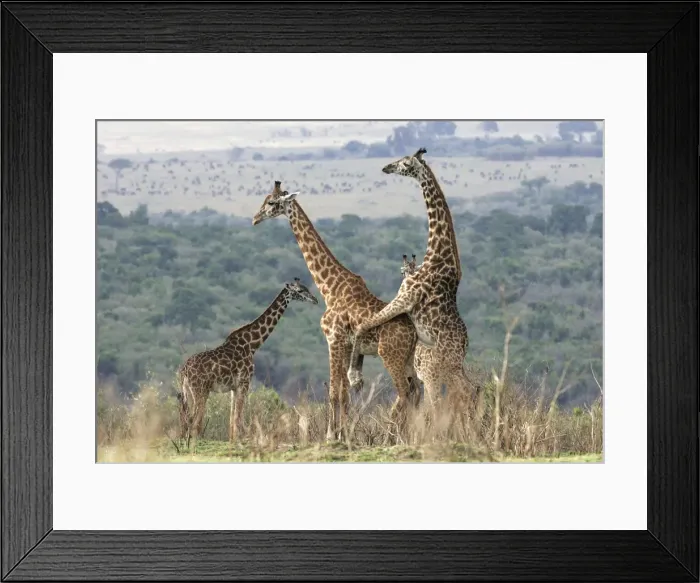 Framed Print : Reticulated Giraffe - two mating. Samburu National Park - Kenya - Africa Framed Print : Reticulated Giraffe - two mating. Samburu National Park - Kenya - Africa