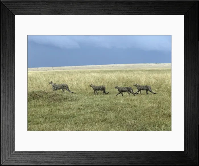 Framed Print : Cheetah - four. Maasai Mara National Park - Kenya - Africa Framed Print : Cheetah - four. Maasai Mara National Park - Kenya - Africa