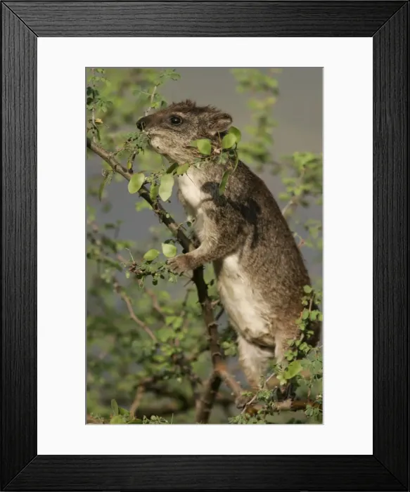 Framed Print : Rock Hyrax - in tree. Lake Bogoria - Kenya - Africa Framed Print : Rock Hyrax - in tree. Lake Bogoria - Kenya - Africa