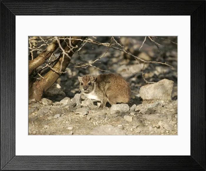 Framed Print : Rock Hyrax. Lake Bogoria - Kenya - Africa Framed Print : Rock Hyrax. Lake Bogoria - Kenya - Africa