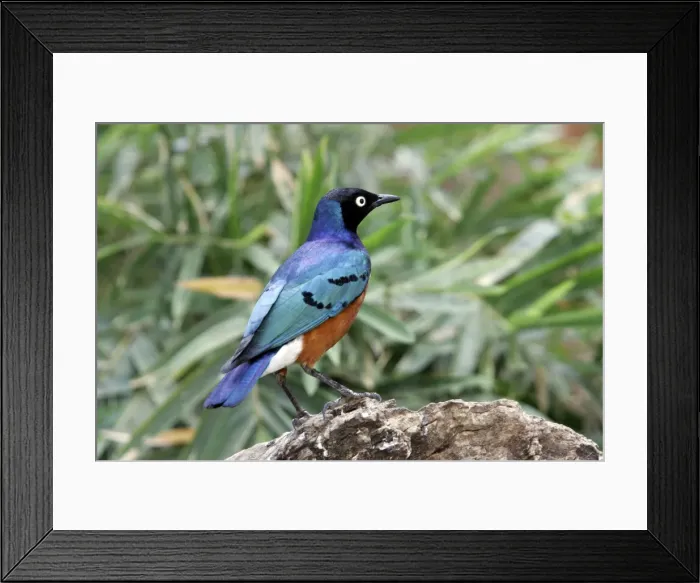 Framed Print : Superb Starling. Samburu National Park - Kenya - Africa Framed Print : Superb Starling. Samburu National Park - Kenya - Africa