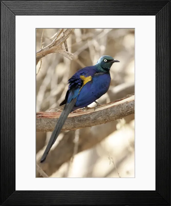Framed Print : Golden-breasted Starling. Samburu National Park - Kenya - Africa Framed Print : Golden-breasted Starling. Samburu National Park - Kenya - Africa