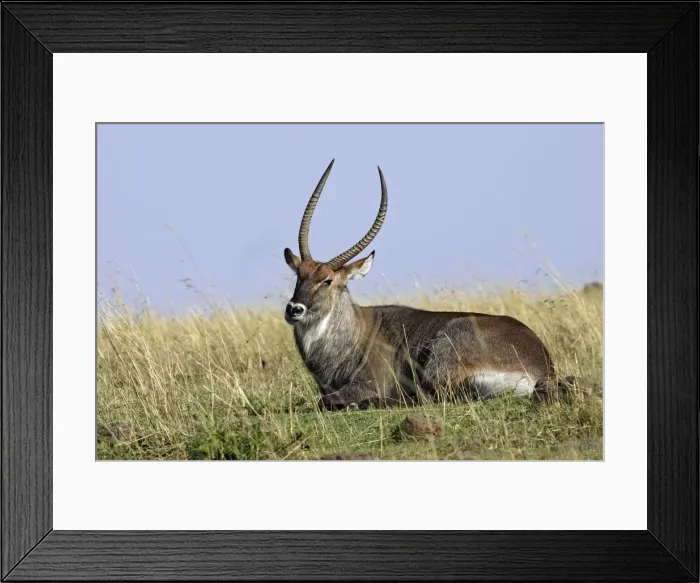 Framed Print : Defassa Waterbuck. Maasai Mara National Park - Kenya - Africa Framed Print : Defassa Waterbuck. Maasai Mara National Park - Kenya - Africa