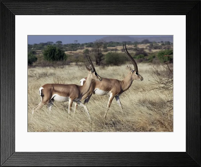 Framed Print : Grant's gazelle. Kenya - Africa Framed Print : Grant's gazelle. Kenya - Africa