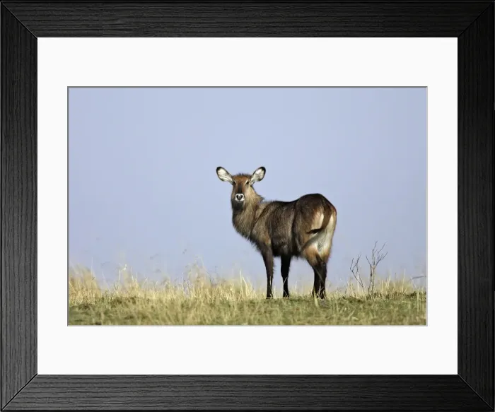 Framed Print : Defassa Waterbuck. Maasai Mara National Park - Kenya - Africa Framed Print : Defassa Waterbuck. Maasai Mara National Park - Kenya - Africa