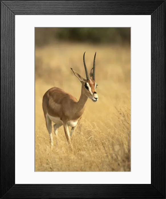 Framed Print : Grant's gazelle. Kenya - Africa Framed Print : Grant's gazelle. Kenya - Africa