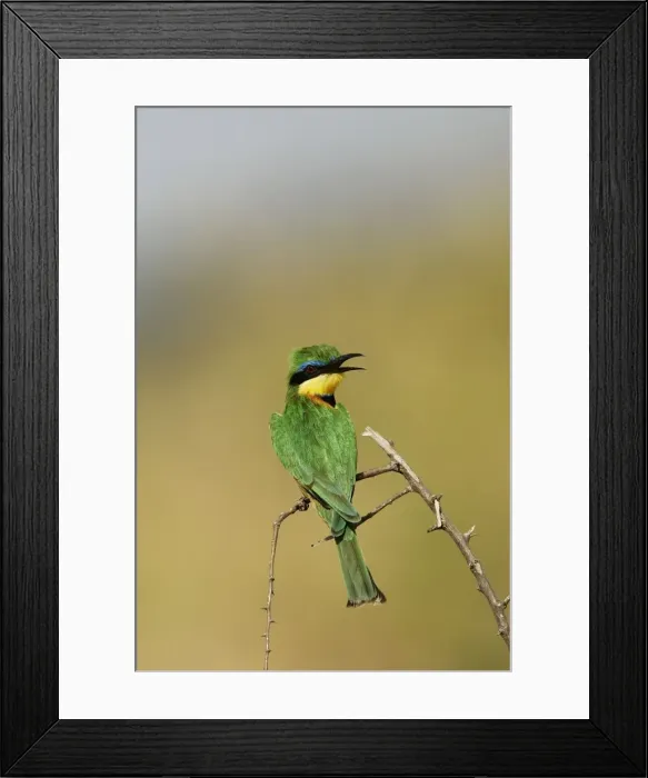 Framed Print : Little Bee-Eater. Kenya - Africa Framed Print : Little Bee-Eater. Kenya - Africa