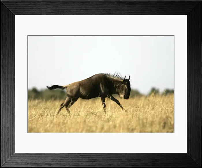 Framed Print : Blue Wildebeest - running. Maasai Mara National Park - Kenya - Africa Framed Print : Blue Wildebeest - running. Maasai Mara National Park - Kenya - Africa