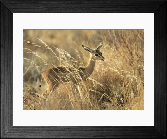 Framed Print : Gerenuk - in grass. Samburu National Park - Kenya - Africa Framed Print : Gerenuk - in grass. Samburu National Park - Kenya - Africa