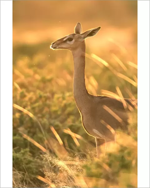Gerenuk - in grass, sunlit. Samburu National Park - Kenya - Africa