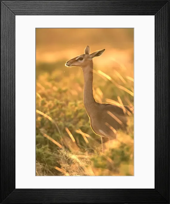 Framed Print : Gerenuk - in grass, sunlit. Samburu National Park - Kenya - Africa Framed Print : Gerenuk - in grass, sunlit. Samburu National Park - Kenya - Africa