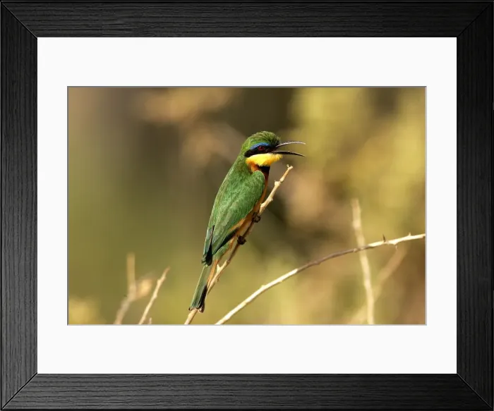 Framed Print : Little Bee-Eater. Kenya - Africa Framed Print : Little Bee-Eater. Kenya - Africa