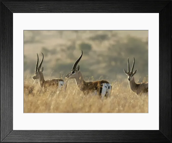 Framed Print : Grant's gazelle - three in grass. Kenya - Africa Framed Print : Grant's gazelle - three in grass. Kenya - Africa