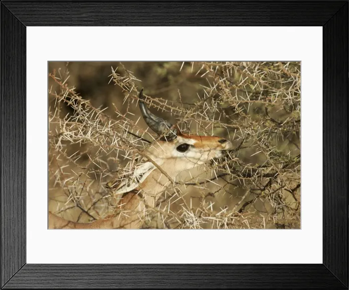 Framed Print : Gerenuk - eating. Samburu National Park - Kenya - Africa Framed Print : Gerenuk - eating. Samburu National Park - Kenya - Africa