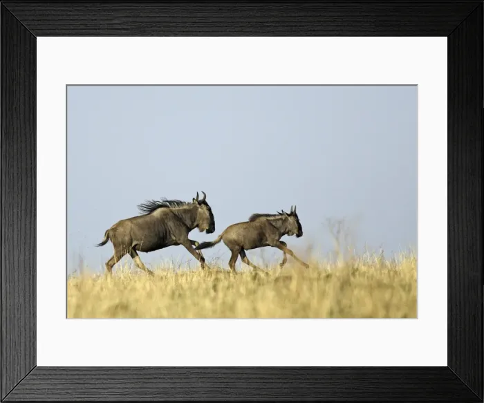 Framed Print : Blue Wildebeest - running. Maasai Mara National Park - Kenya - Africa Framed Print : Blue Wildebeest - running. Maasai Mara National Park - Kenya - Africa