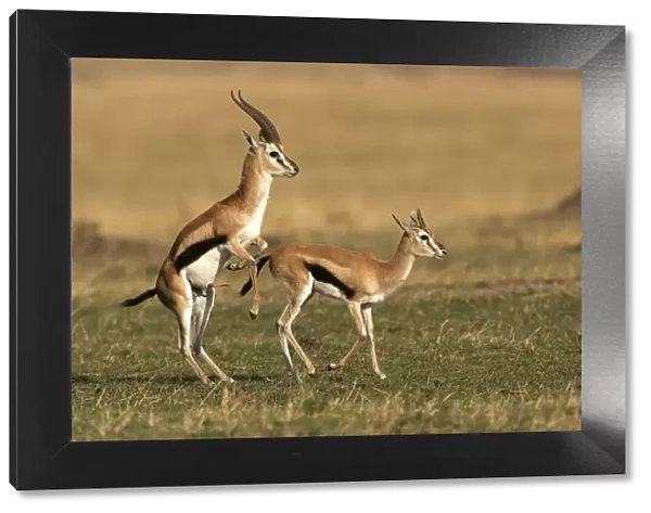 Thomson's Gazelle - pair about to mate. Maasai Mara National Park - Kenya - Africa