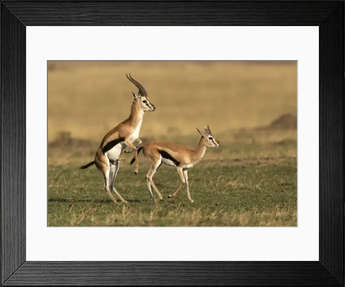 Framed Print : Thomson's Gazelle - pair about to mate. Maasai Mara National Park - Kenya - Africa Framed Print : Thomson's Gazelle - pair about to mate. Maasai Mara National Park - Kenya - Africa