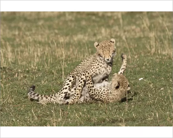 Cheetah - two cubs playing. Maasai Mara National Park - Kenya - Africa