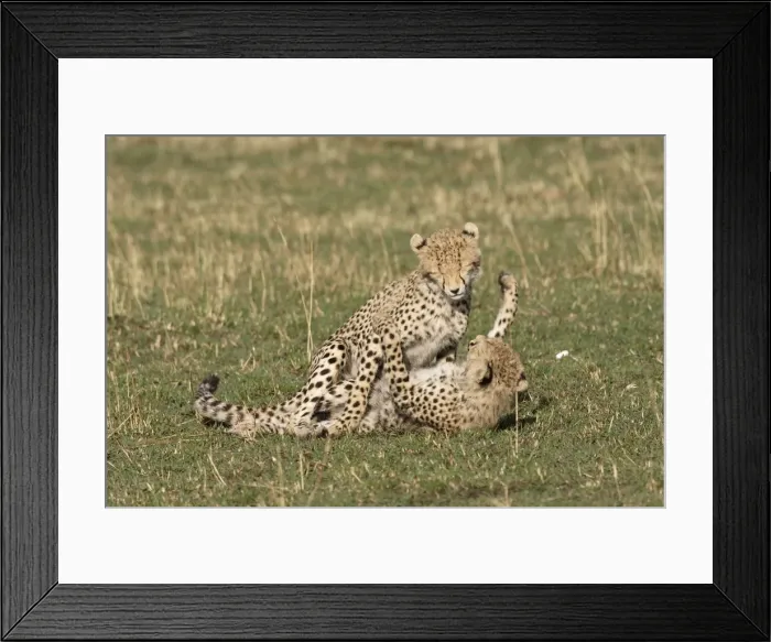 Framed Print : Cheetah - two cubs playing. Maasai Mara National Park - Kenya - Africa Framed Print : Cheetah - two cubs playing. Maasai Mara National Park - Kenya - Africa