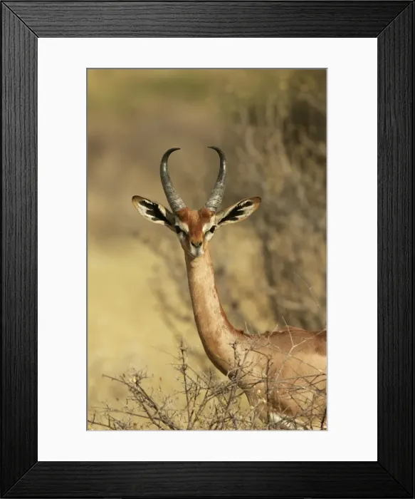 Framed Print : Gerenuk. Samburu National Park - Kenya - Africa Framed Print : Gerenuk. Samburu National Park - Kenya - Africa