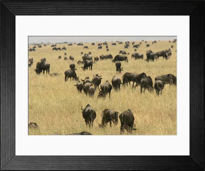 Framed Print : Blue Wildebeest - herd. Maasai Mara National Park - Kenya - Africa Framed Print : Blue Wildebeest - herd. Maasai Mara National Park - Kenya - Africa