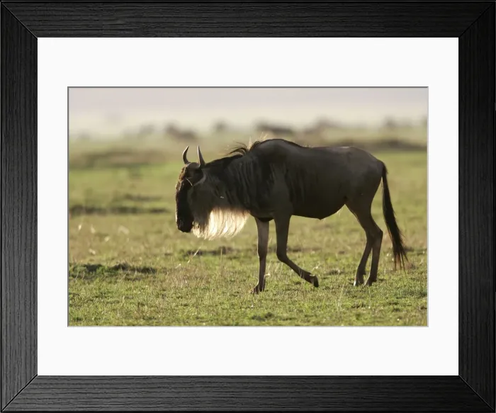 Framed Print : Blue Wildebeest. Maasai Mara National Park - Kenya - Africa Framed Print : Blue Wildebeest. Maasai Mara National Park - Kenya - Africa