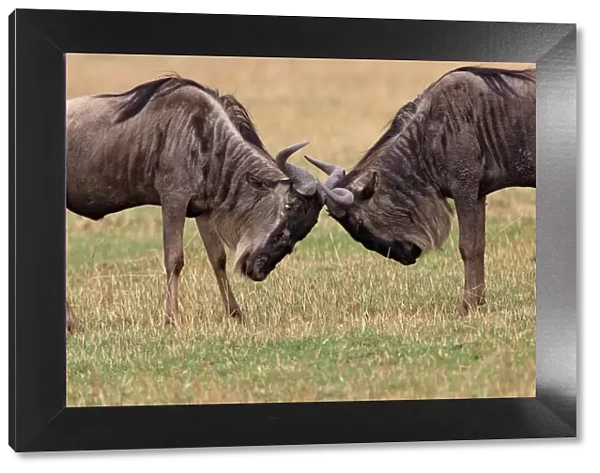 Blue Wildebeest - two locking horns. Maasai Mara National Park - Kenya - Africa
