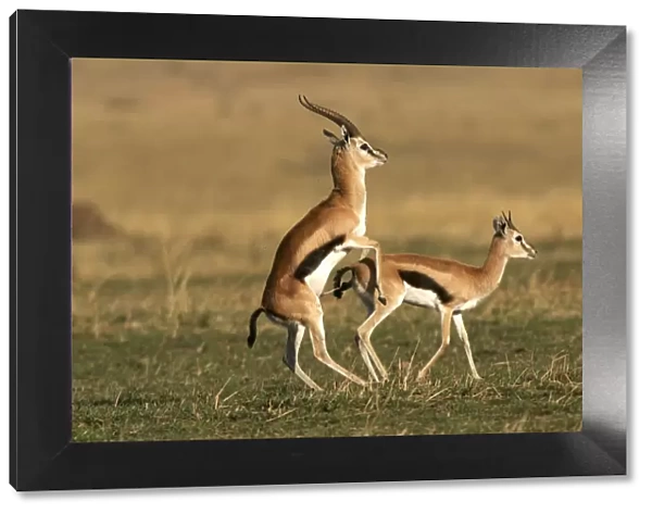 Thomson's Gazelle - pair mating. Maasai Mara National Park - Kenya - Africa