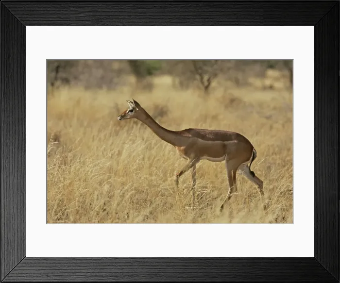 Framed Print : Gerenuk. Samburu National Park - Kenya - Africa Framed Print : Gerenuk. Samburu National Park - Kenya - Africa