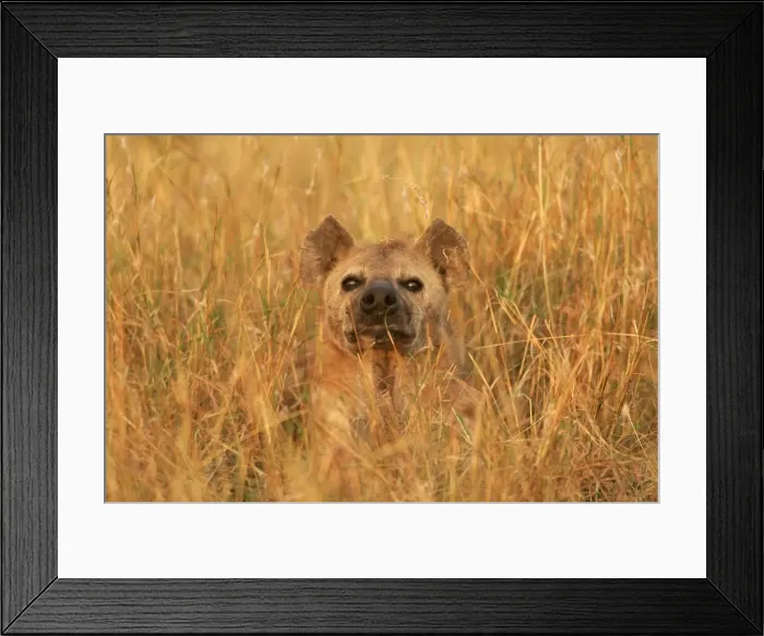 Framed Print : Spotted Hyaena - amongst grass. Maasai Mara National Park - Kenya - Africa Framed Print : Spotted Hyaena - amongst grass. Maasai Mara National Park - Kenya - Africa