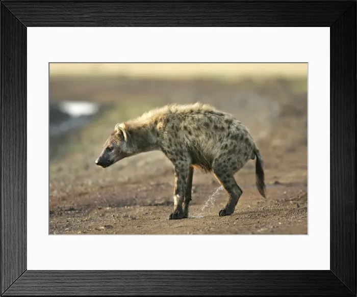 Framed Print : Spotted Hyaena - urinating. Maasai Mara National Park - Kenya - Africa Framed Print : Spotted Hyaena - urinating. Maasai Mara National Park - Kenya - Africa
