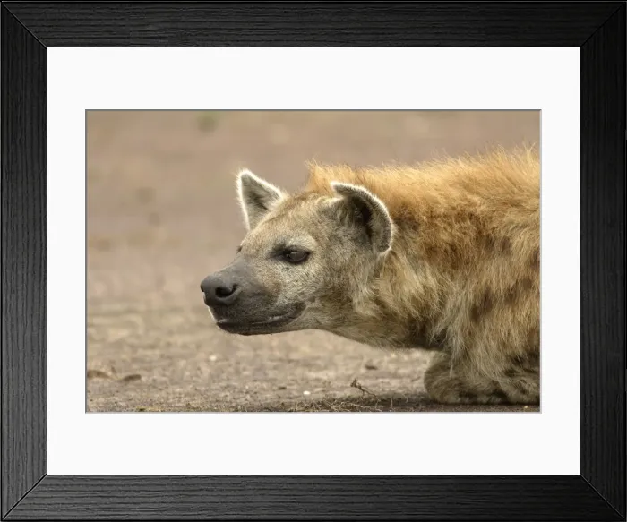 Framed Print : Spotted Hyaena - close-up of head. Maasai Mara National Park - Kenya - Africa Framed Print : Spotted Hyaena - close-up of head. Maasai Mara National Park - Kenya - Africa