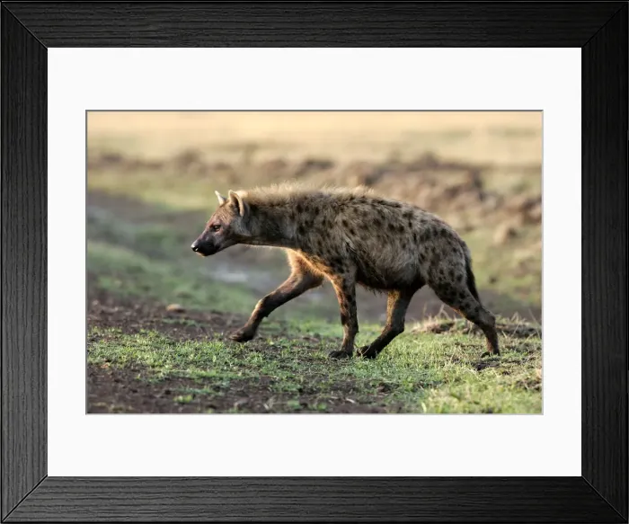 Framed Print : Spotted Hyaena. Maasai Mara National Park - Kenya - Africa Framed Print : Spotted Hyaena. Maasai Mara National Park - Kenya - Africa