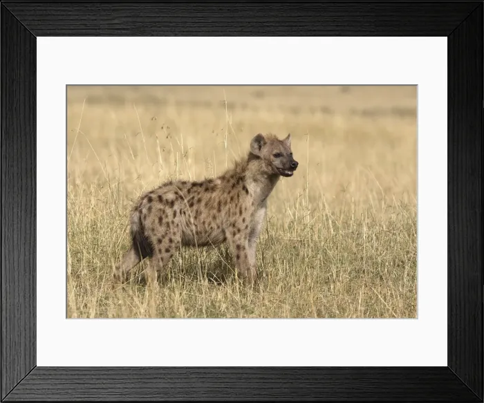 Framed Print : Spotted Hyaena. Maasai Mara National Park - Kenya - Africa Framed Print : Spotted Hyaena. Maasai Mara National Park - Kenya - Africa