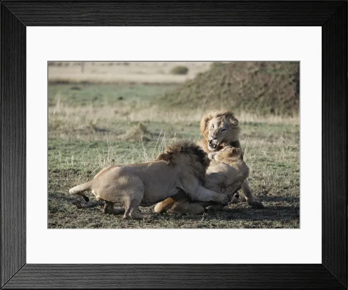 Framed Print : Lions - fighting. Maasai Mara National Park - Kenya - Africa Framed Print : Lions - fighting. Maasai Mara National Park - Kenya - Africa