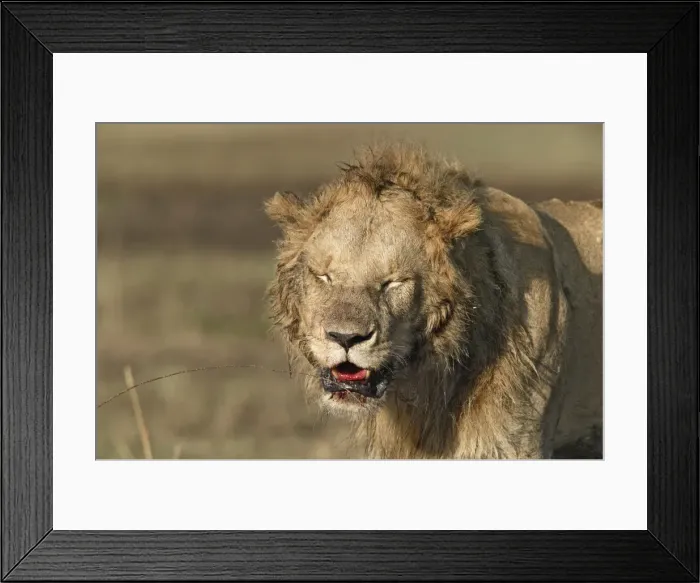 Framed Print : Lion - with blood around mouth. Maasai Mara National Park - Kenya - Africa Framed Print : Lion - with blood around mouth. Maasai Mara National Park - Kenya - Africa