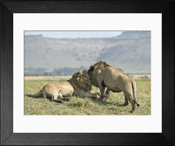 Framed Print : Lion - two males greeting. Kenya - Africa Framed Print : Lion - two males greeting. Kenya - Africa