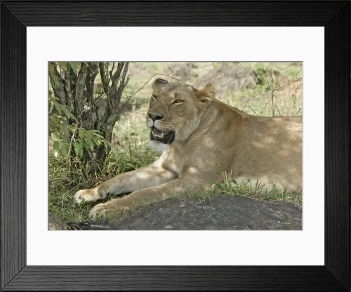 Framed Print : Lion - lioness resting. Maasai Mara National Park - Kenya - Africa