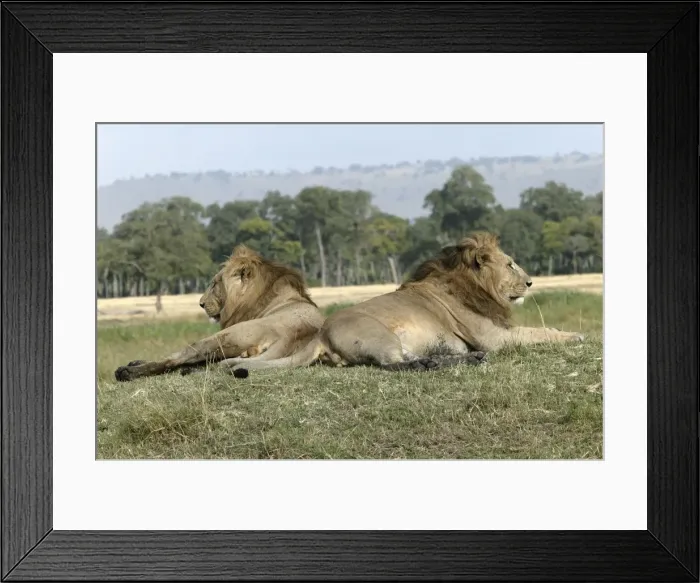 Framed Print : Lion - two males resting. Kenya - Africa Framed Print : Lion - two males resting. Kenya - Africa