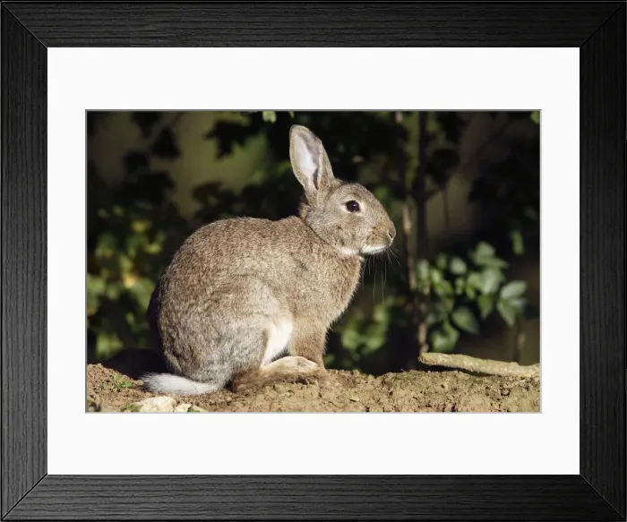 Framed Print : Rabbit. France Framed Print : Rabbit. France