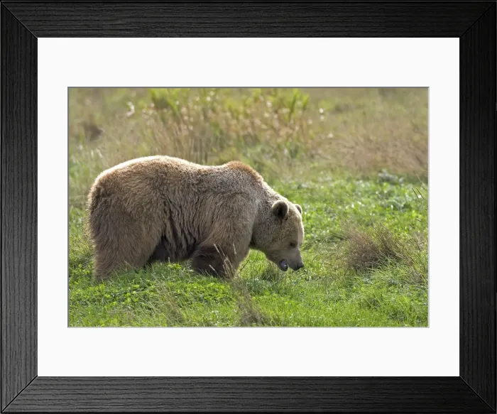 Framed Print : Grizzly Brown Bear Framed Print : Grizzly Brown Bear
