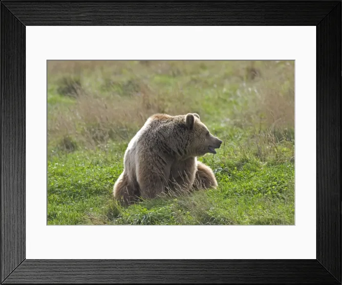 Framed Print : Grizzly Brown Bear Framed Print : Grizzly Brown Bear