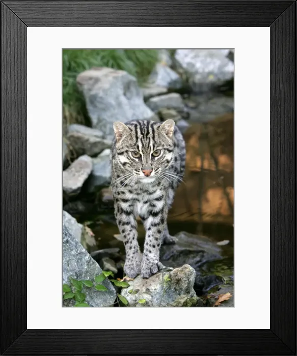 Framed Print : Fishing Cat. Dist: Asia Framed Print : Fishing Cat. Dist: Asia